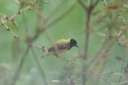 Black-headed Weaver