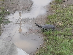 Hydromedusa tectifera