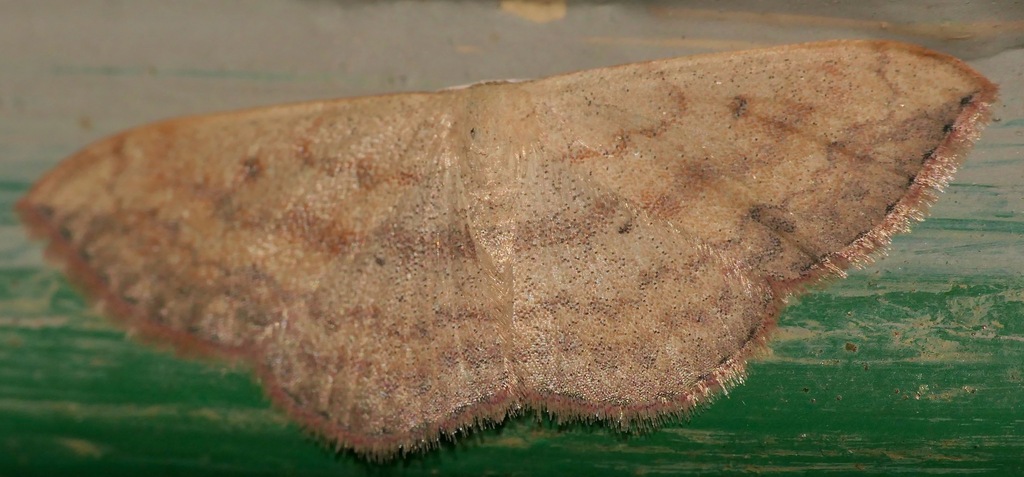 Scopula caesaria