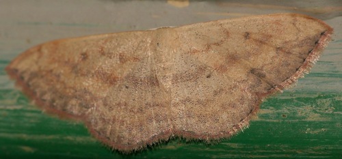 Scopula caesaria