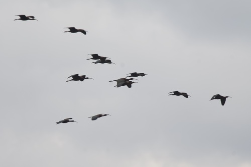 Glossy Ibis