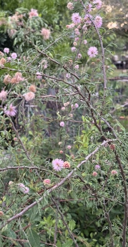 pink mimosa