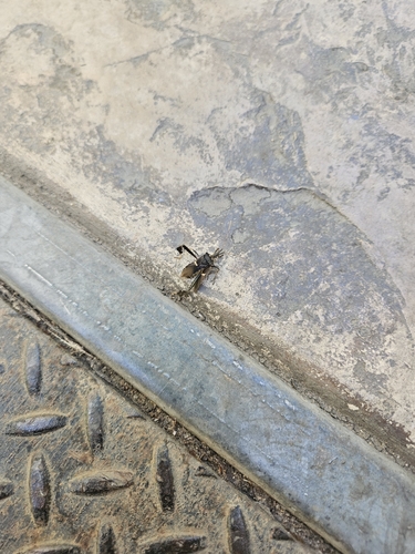 Western Leaf-footed Bug