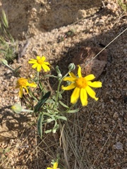 Eriophyllum ambiguum
