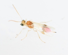 Chrysopophthorus hungaricus