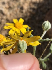 Eriophyllum ambiguum