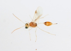 Chrysopophthorus hungaricus