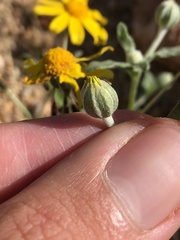 Eriophyllum ambiguum