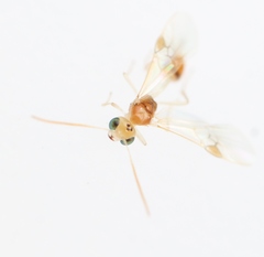 Chrysopophthorus hungaricus