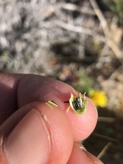 Eriophyllum ambiguum