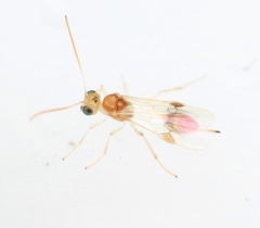 Chrysopophthorus hungaricus