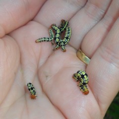 Melanchroia chephise