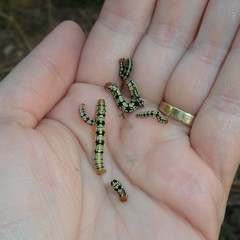 Melanchroia chephise