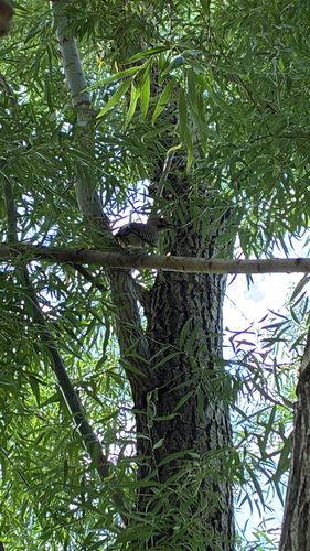 Northern Flicker