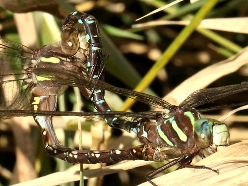 Shadow Darner photo 6