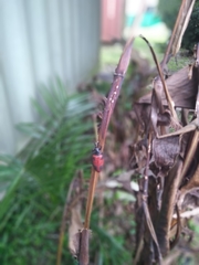 Coraliomela quadrimaculata