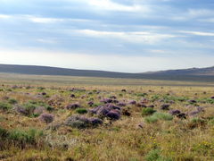 Limonium platyphyllum