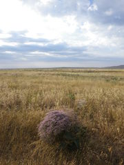 Limonium platyphyllum