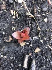 Iresine diffusa herbstii