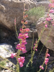 Penstemon bicolor roseus