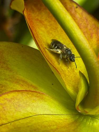 Tansy Mustard Sweat Bee