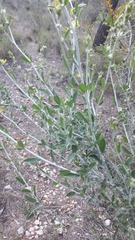 Anthyllis cytisoides