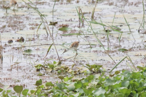 African Jacana