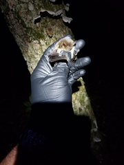 Myotis grisescens