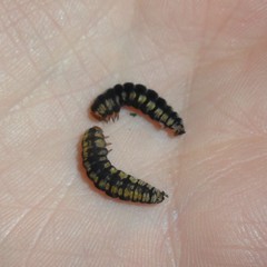 Melanchroia chephise