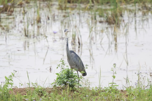Black-headed Heron