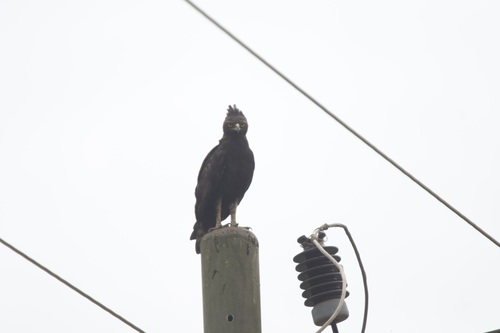 Long-crested Eagle