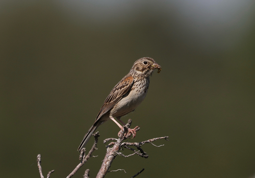Vesper Sparrow