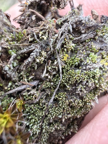 Silvery Bryum