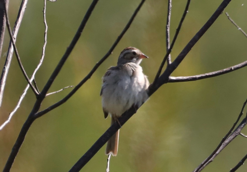 Clay-coloured Sparrow