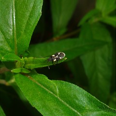 Latochrimnus badilloi