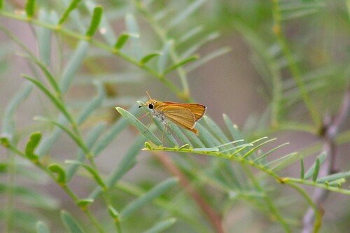 Orange Skipperling