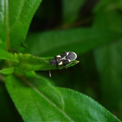 Latochrimnus badilloi