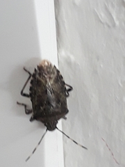 Rhaphigaster nebulosa