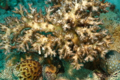 Pocillopora acuta