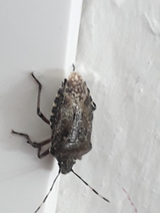 Rhaphigaster nebulosa