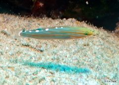 Koumansetta rainfordi