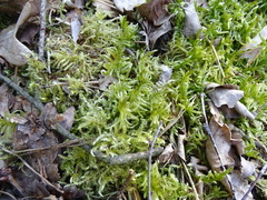 Pleurozium schreberi