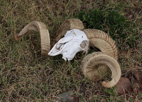 Domestic Sheep