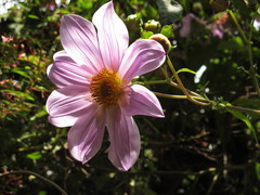 Dahlia imperialis