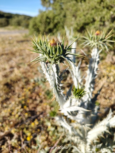 Onopordum macracanthum