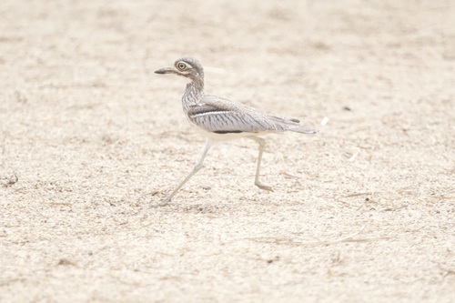 Water Thick-knee