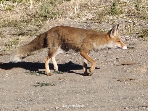 Maghreb Red Fox