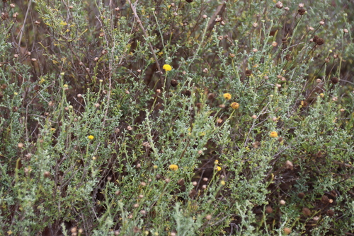 Pentzia incana, photograph 3