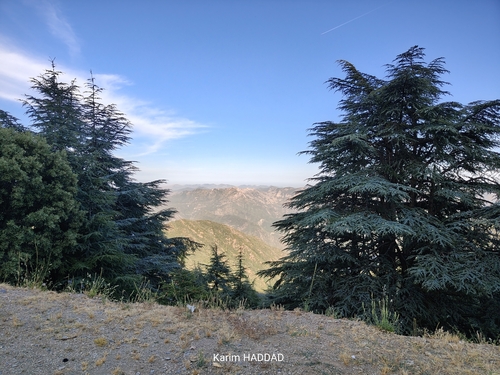 Atlas cedar