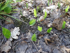 Maianthemum bifolium
